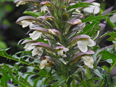 Image of spine acanthus