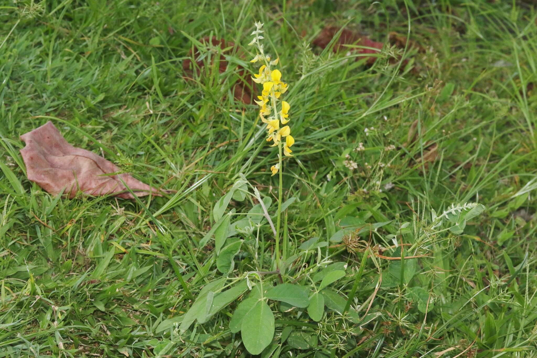 Image of smooth rattlebox