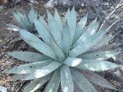 Image of Agave titanota Gentry