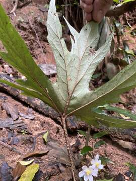 Image of Begonia obovoidea Craib