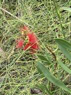 Image of Wallum bottlebrush