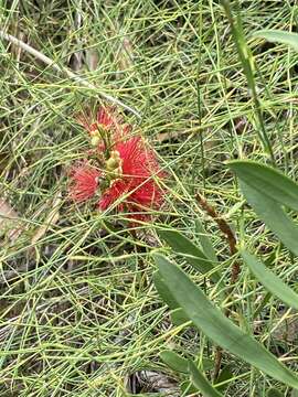 Image of Wallum bottlebrush