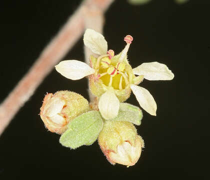 Prunus fasciculata subsp. fasciculata resmi