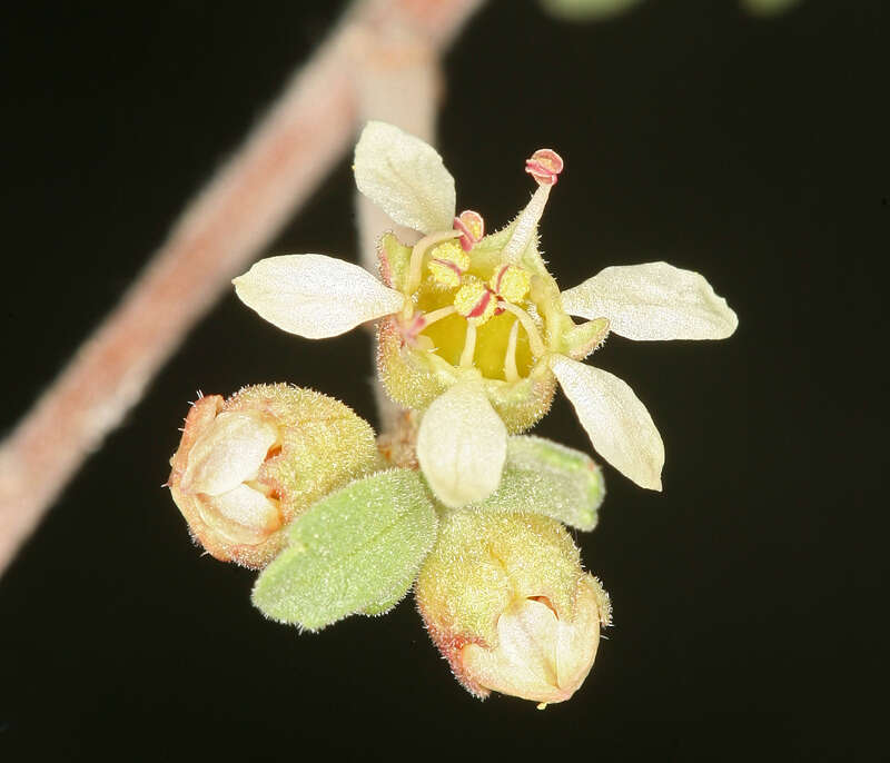 Imagem de Prunus fasciculata subsp. fasciculata