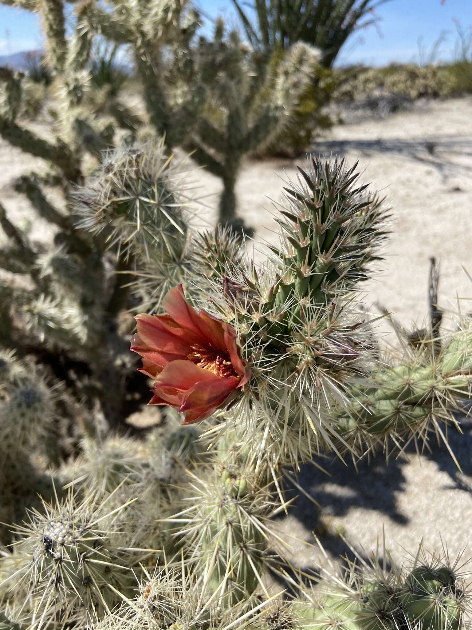 Image of Cylindropuntia sanfelipensis (Rebman) Rebman