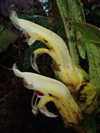 Image of Columnea picta H. Karst.