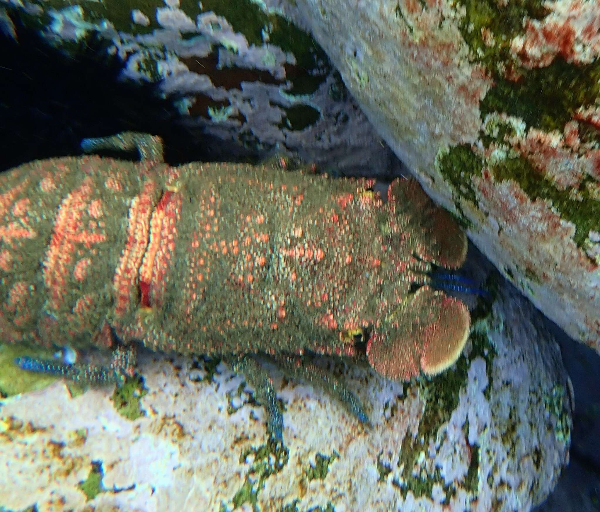 Image of Spanish lobster