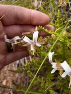 Image of Pelargonium tragacanthoides Burch.