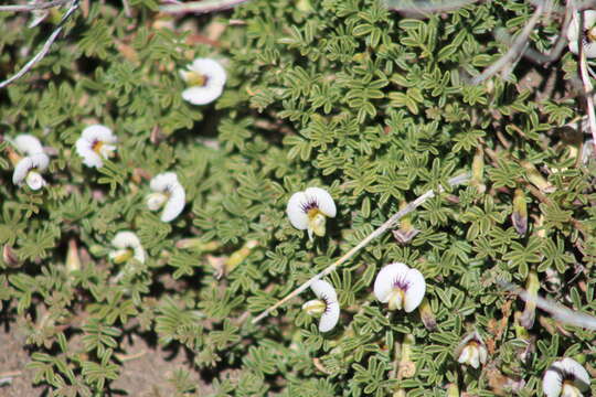 Image of Adesmia parvifolia Phil.