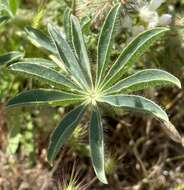 Image of <i>Lupinus <i>microcarpus</i></i> var. microcarpus