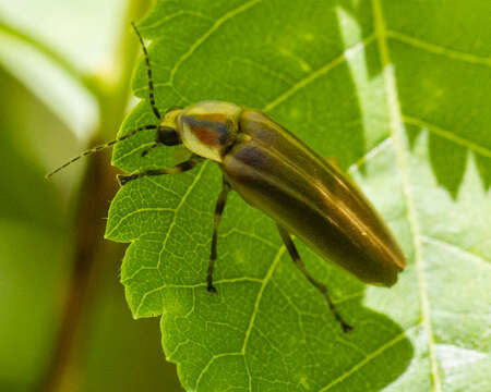 Image of Photuris (Photuris) fairchildi Barber 1951