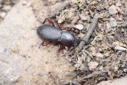 Imagem de Argoporis rufipes Champion 1885