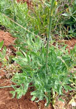 Oenothera hispida (Benth.) W. L. Wagner, Hoch & Zarucchi resmi