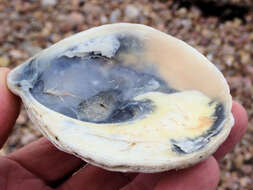 Image of Angasi oyster