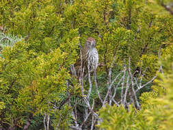 Poodytes punctatus (Quoy & Gaimard 1832) resmi