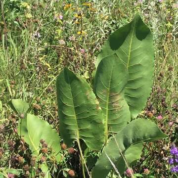 Image de Silphium terebinthinaceum Jacq.