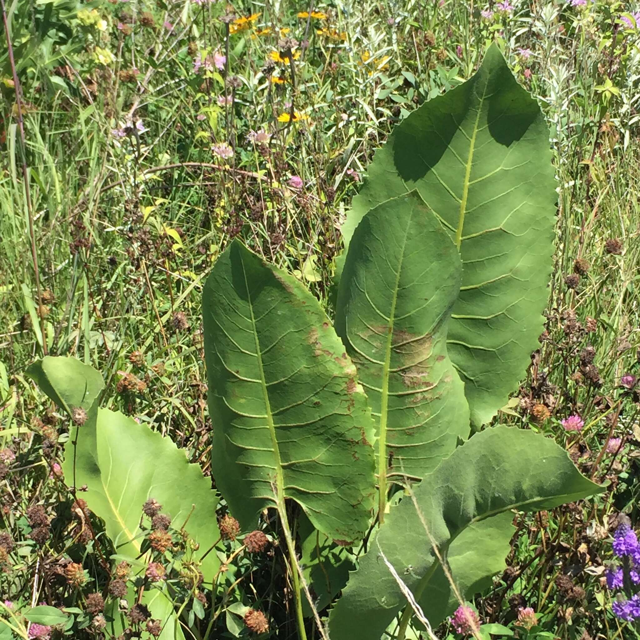 Image of prairie rosinweed