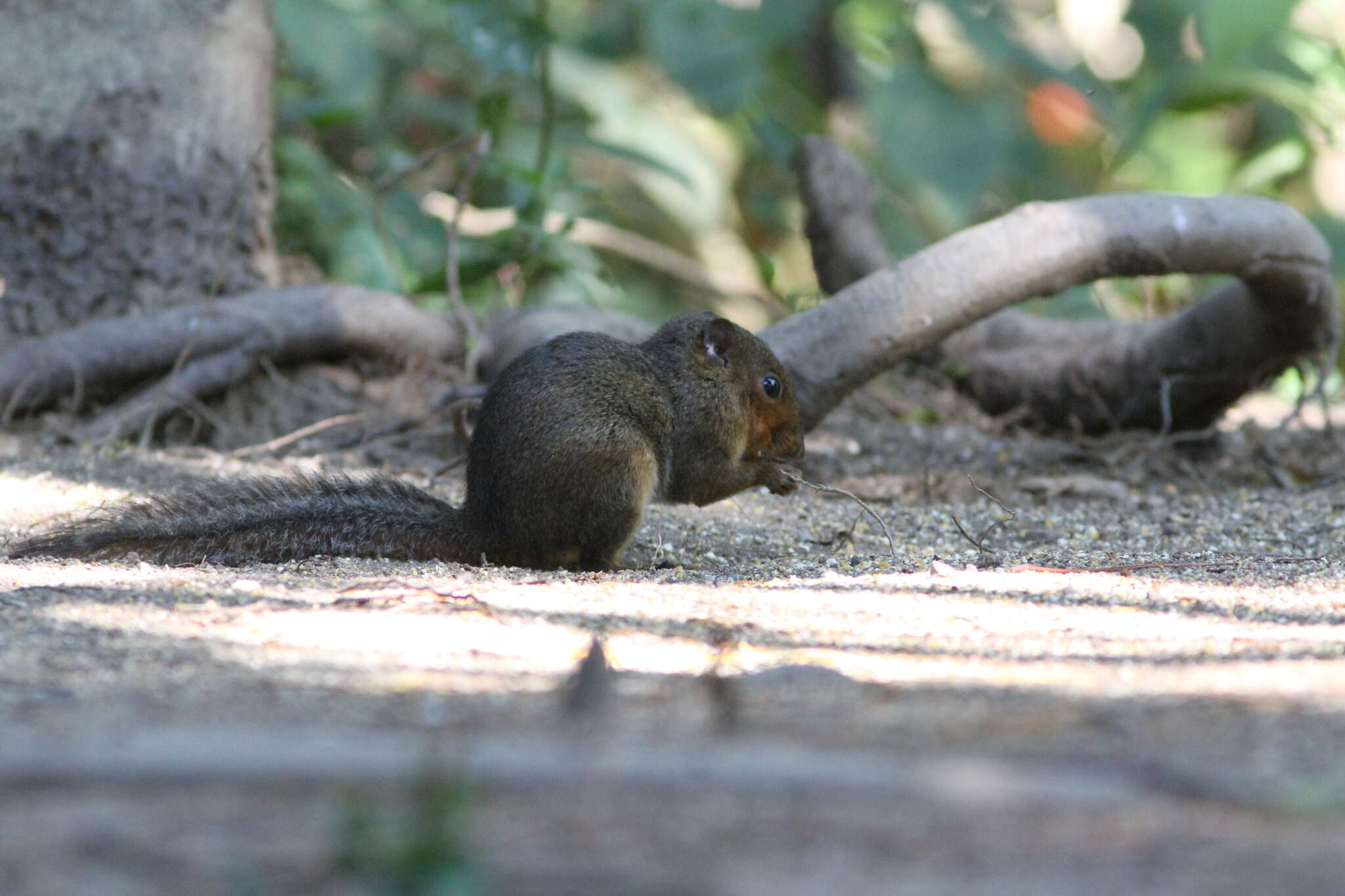 Image of Asian Red-cheeked Squirrel