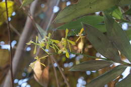 Image of Epidendrum veroscriptum Hágsater