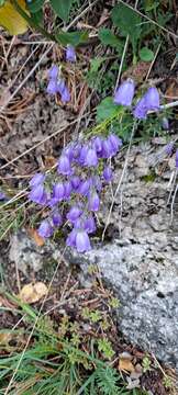 Image of Campanula cespitosa Scop.