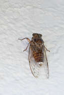 Image of Cicada cretensis Quartau & Simoes 2005