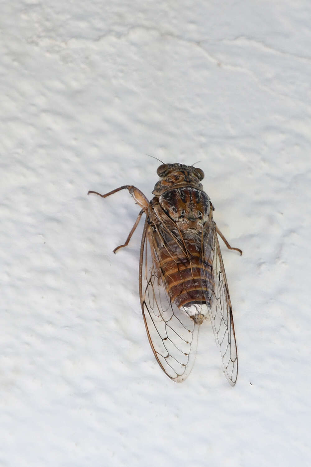 Image of Cicada cretensis Quartau & Simoes 2005