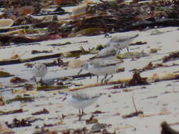 Image of Calidris alba alba (Pallas 1764)