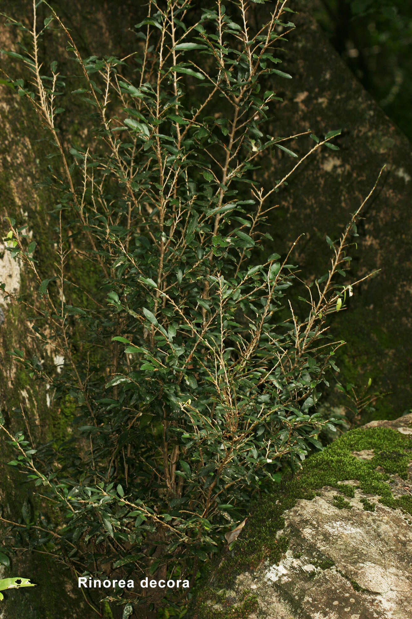 Image of Rinorea decora Melch.