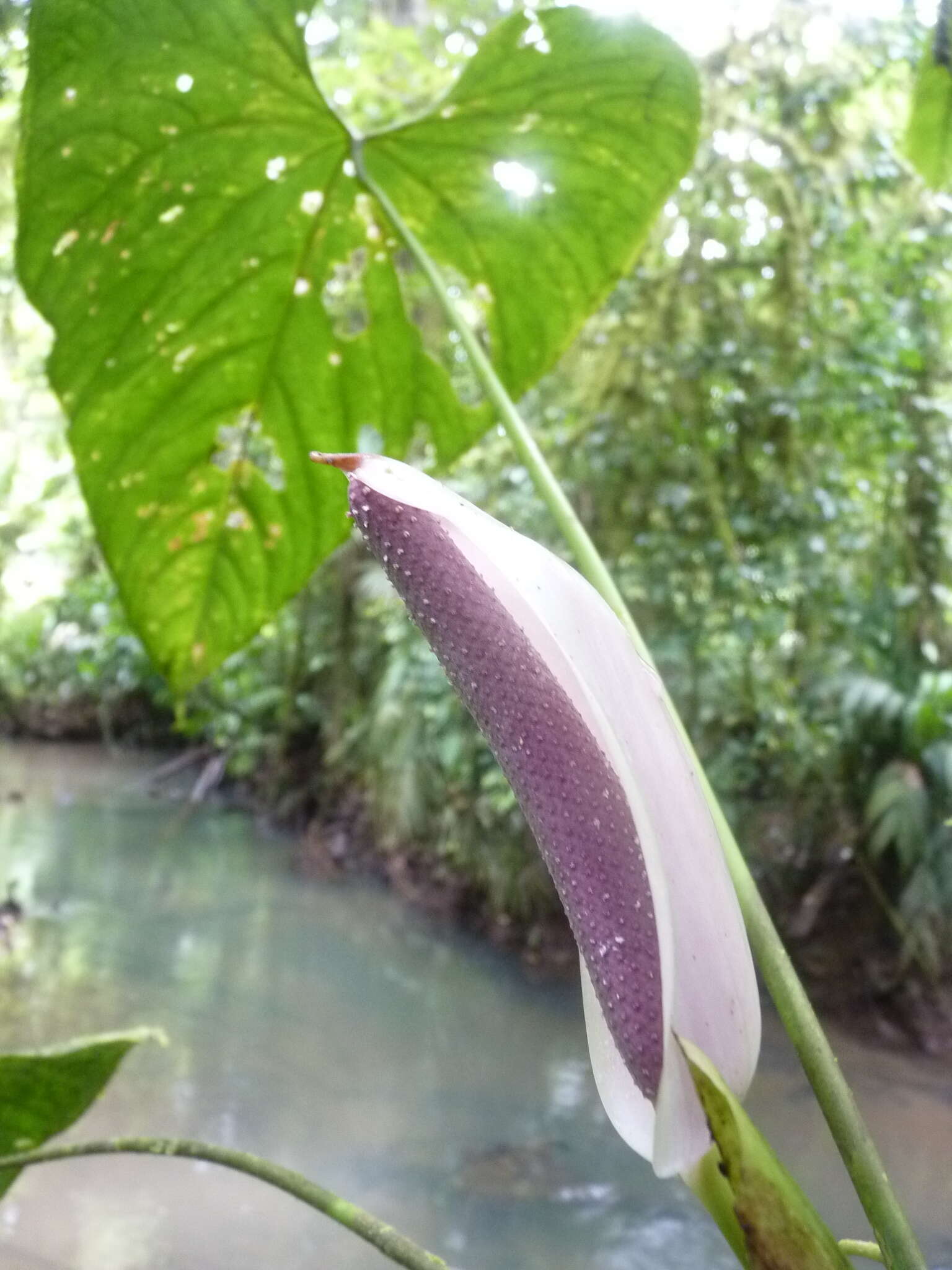 Imagem de Anthurium formosum Schott