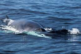 Image of minke whale