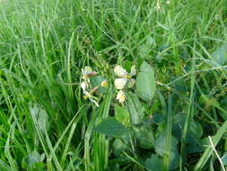 Image of wild radish