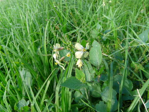 Image of wild radish