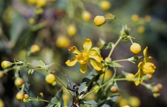 Image of Nevin's barberry