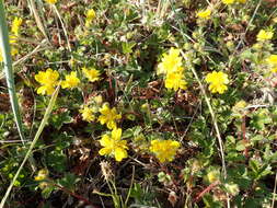 Imagem de Potentilla stolonifera Lehm. ex Ledeb.