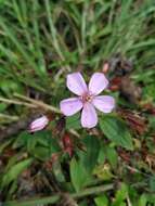 Pterogastra divaricata (Bonpl.) Naud.的圖片