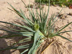 Image of Ammochloa