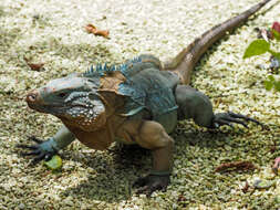 Image of Blue Iguana