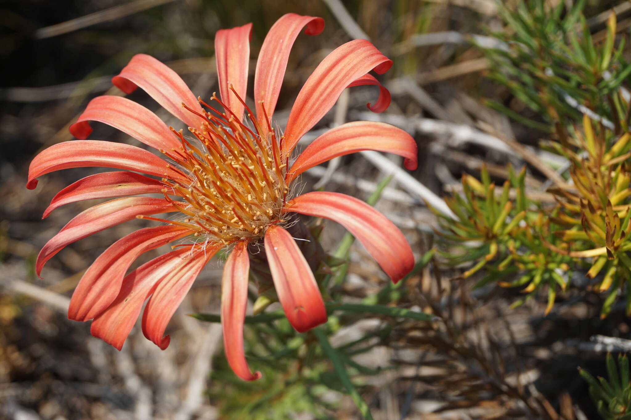 Image de Mutisia subulata rosmarinifolia (P. & E.) Cabrera