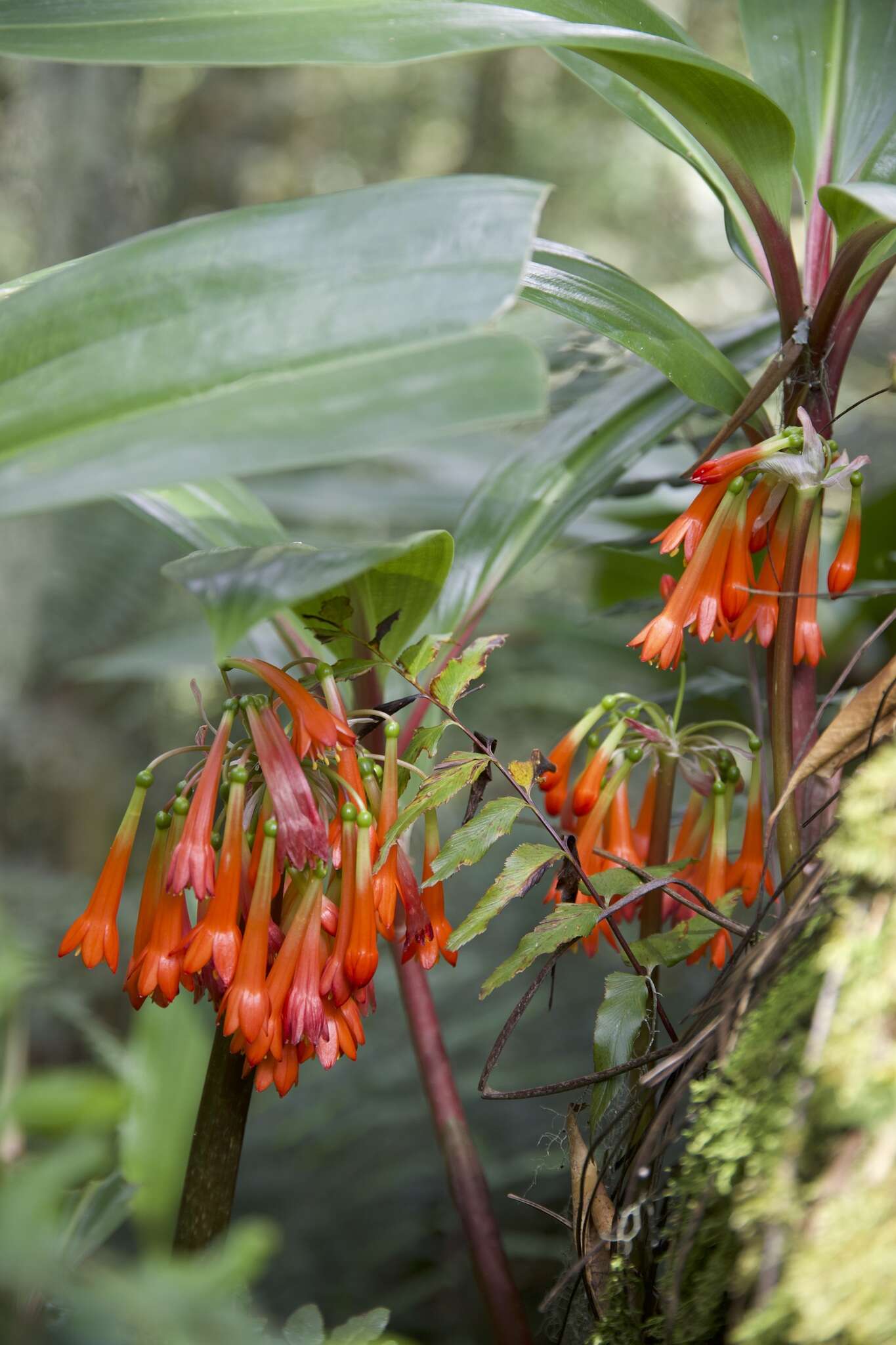 Image of Scadoxus cyrtanthiflorus (C. H. Wright) Friis & Nordal