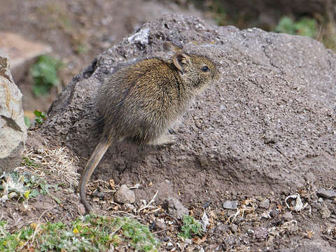 صورة Arvicanthis abyssinicus (Rüppell 1842)