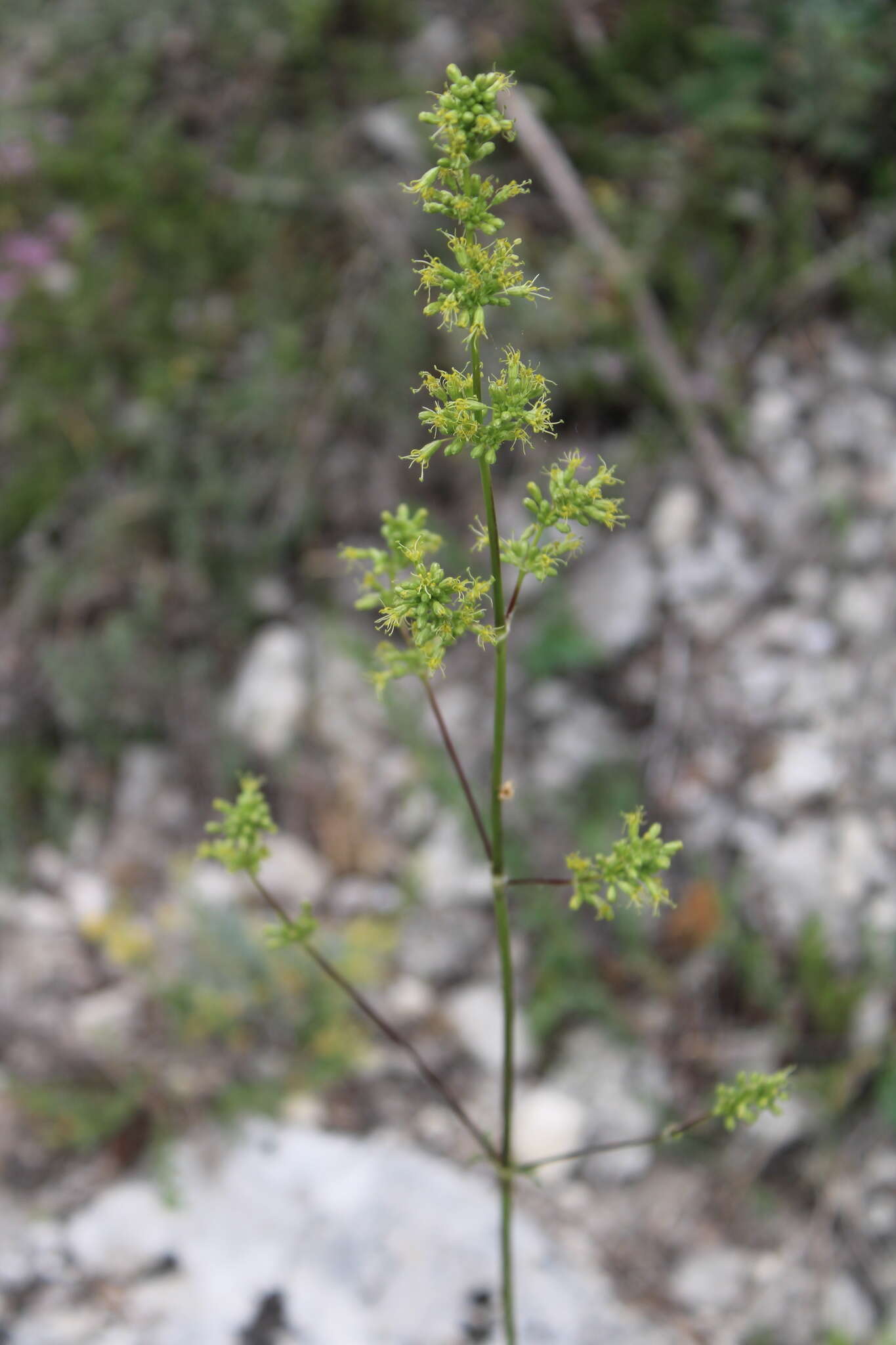 Imagem de Silene densiflora Dum.-Urville