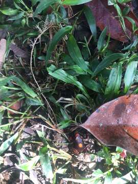 Image of Harlequin Poison Frog