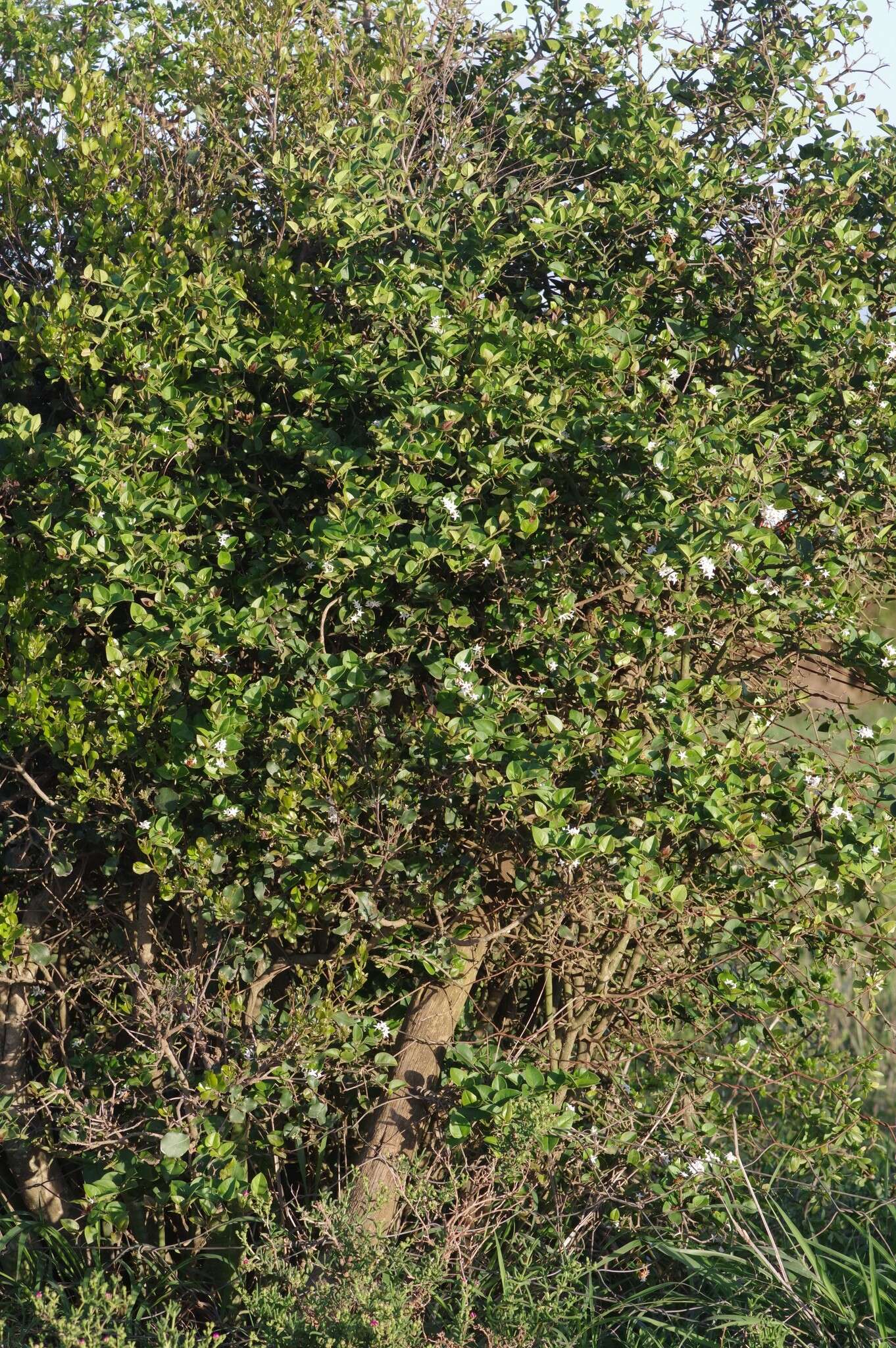 Image de Carissa bispinosa var. bispinosa