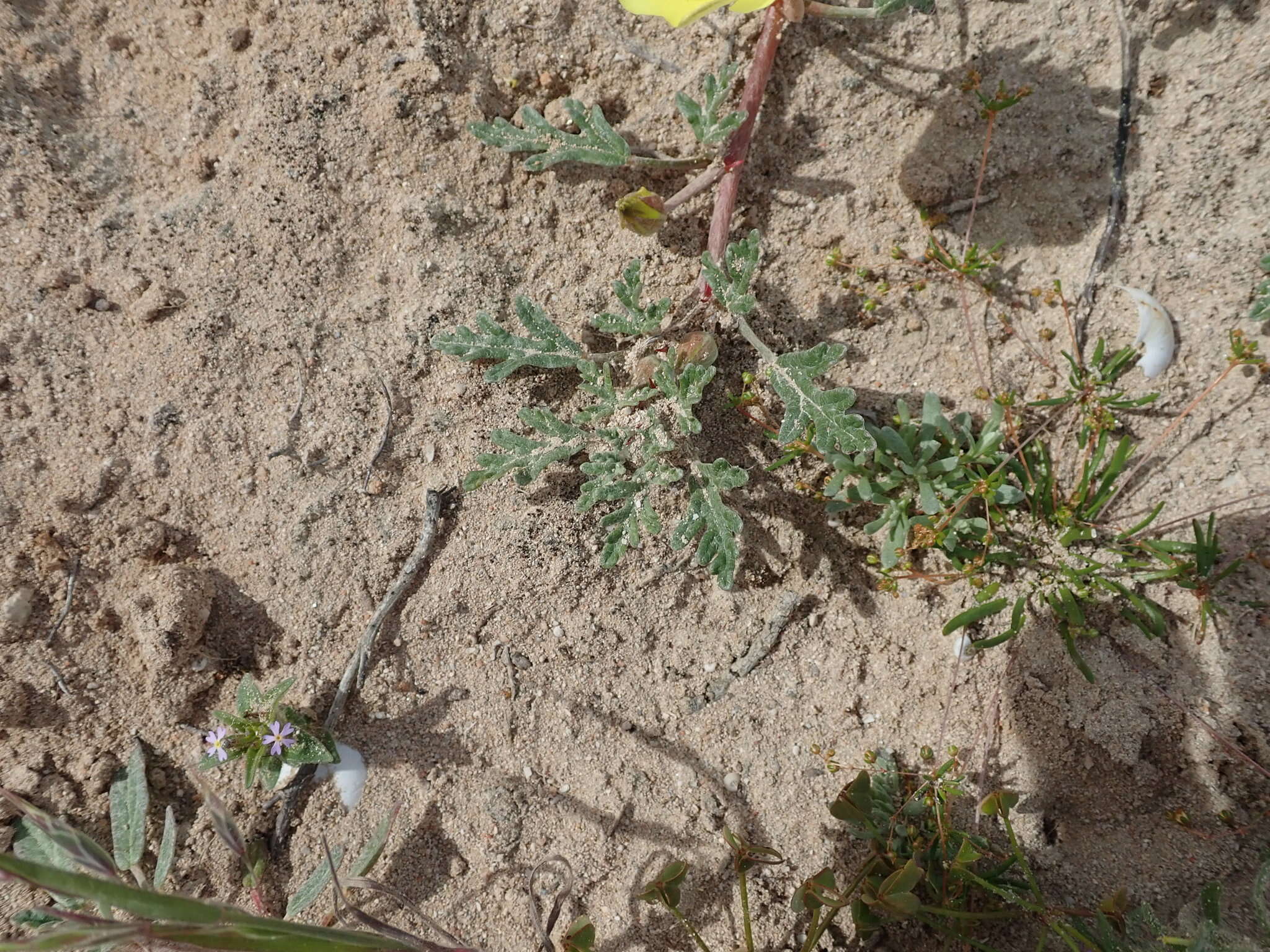 Image of Desert primrose