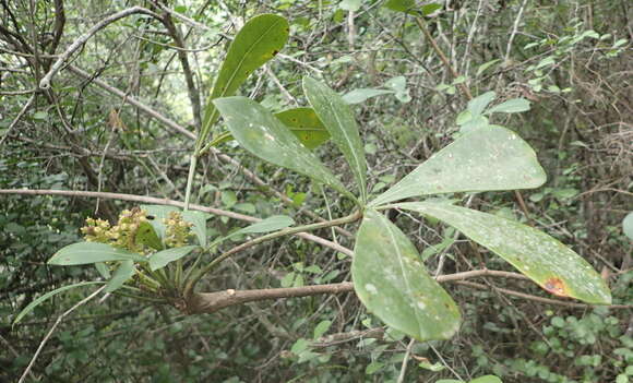 Image of Cussonia thyrsiflora Thunb.