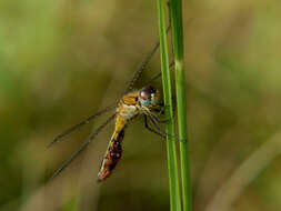 Слика од Aethiothemis solitaria Martin 1908