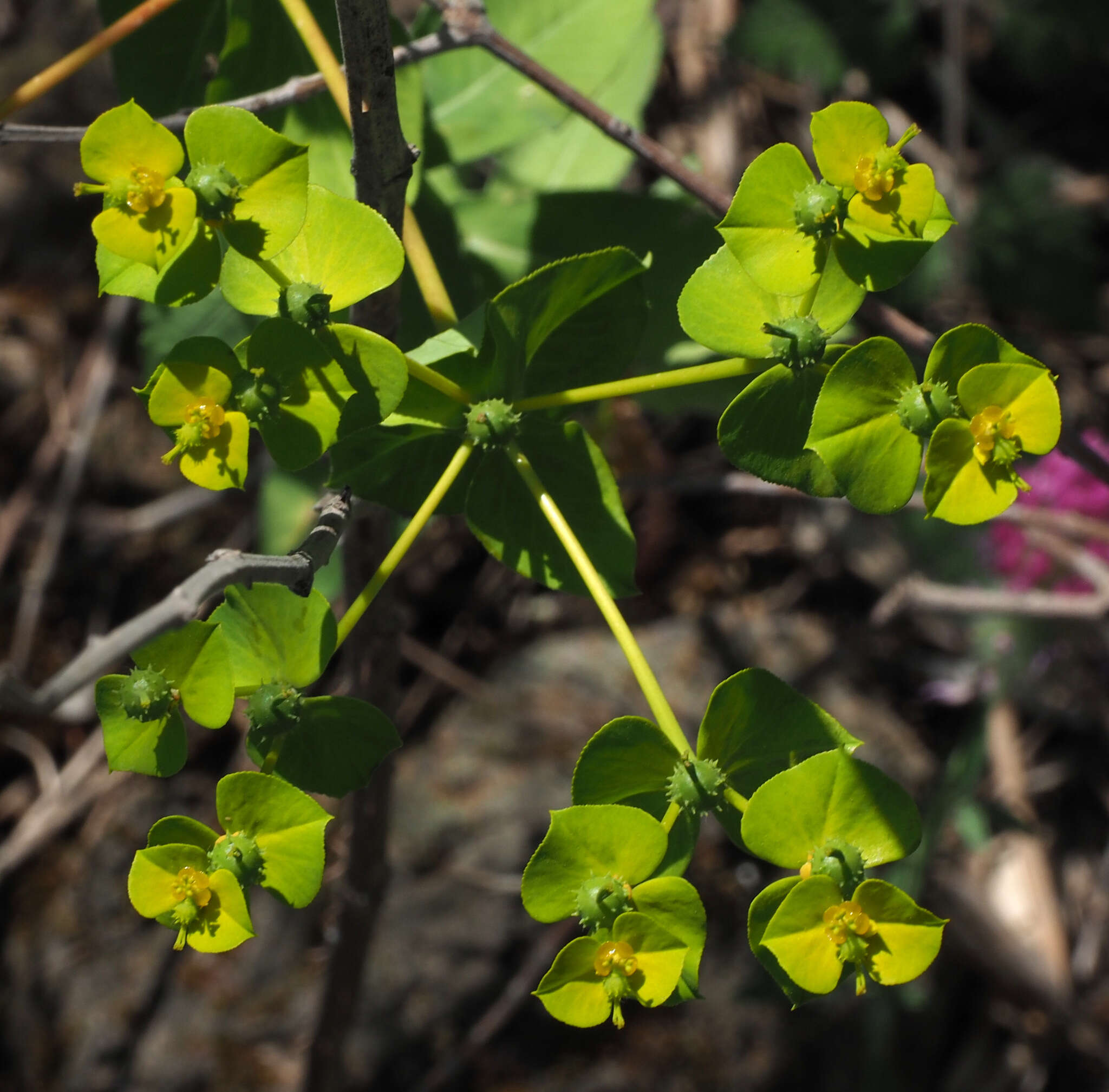 Image of Euphorbia valerianifolia Lam.