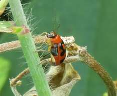 Sivun Cerotoma ruficornis (Olivier 1791) kuva