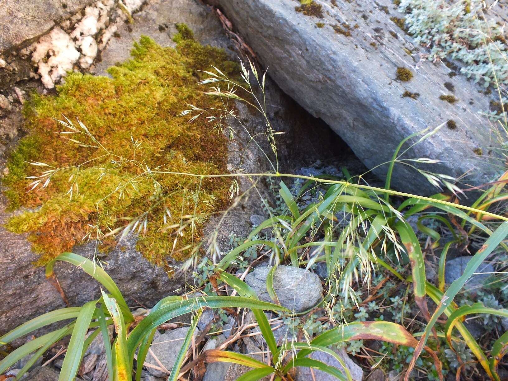 Sivun Lachnagrostis pilosa subsp. pilosa kuva