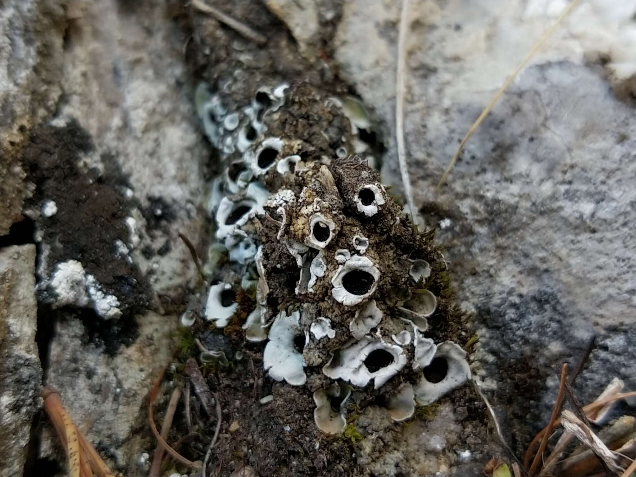 Image of chocolate chip lichen